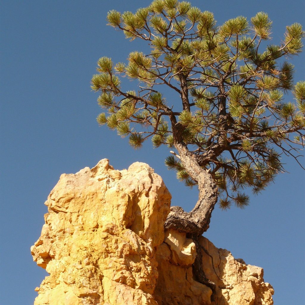 tree-4585_1920
